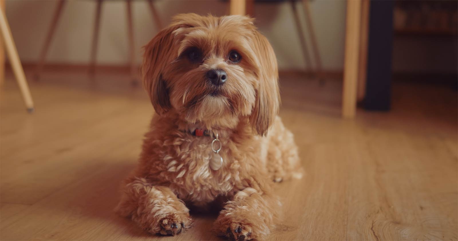 small dog sitting on hardwood floor