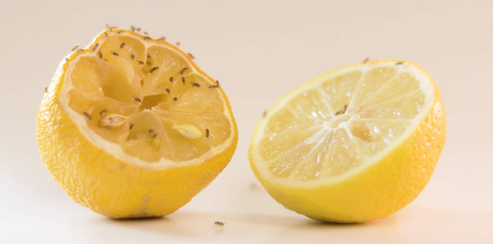 fruit flies on lemon