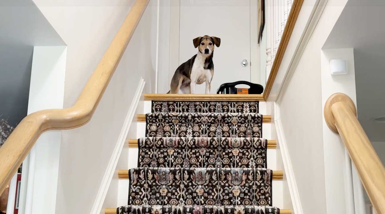Patterned stair runner in a home with a dog