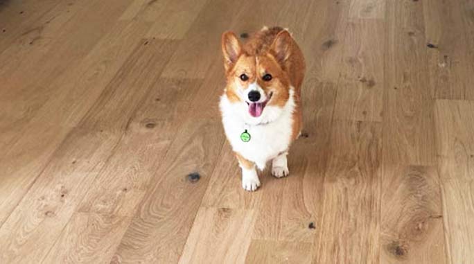 Pet-friendly durable vinyl plank flooring