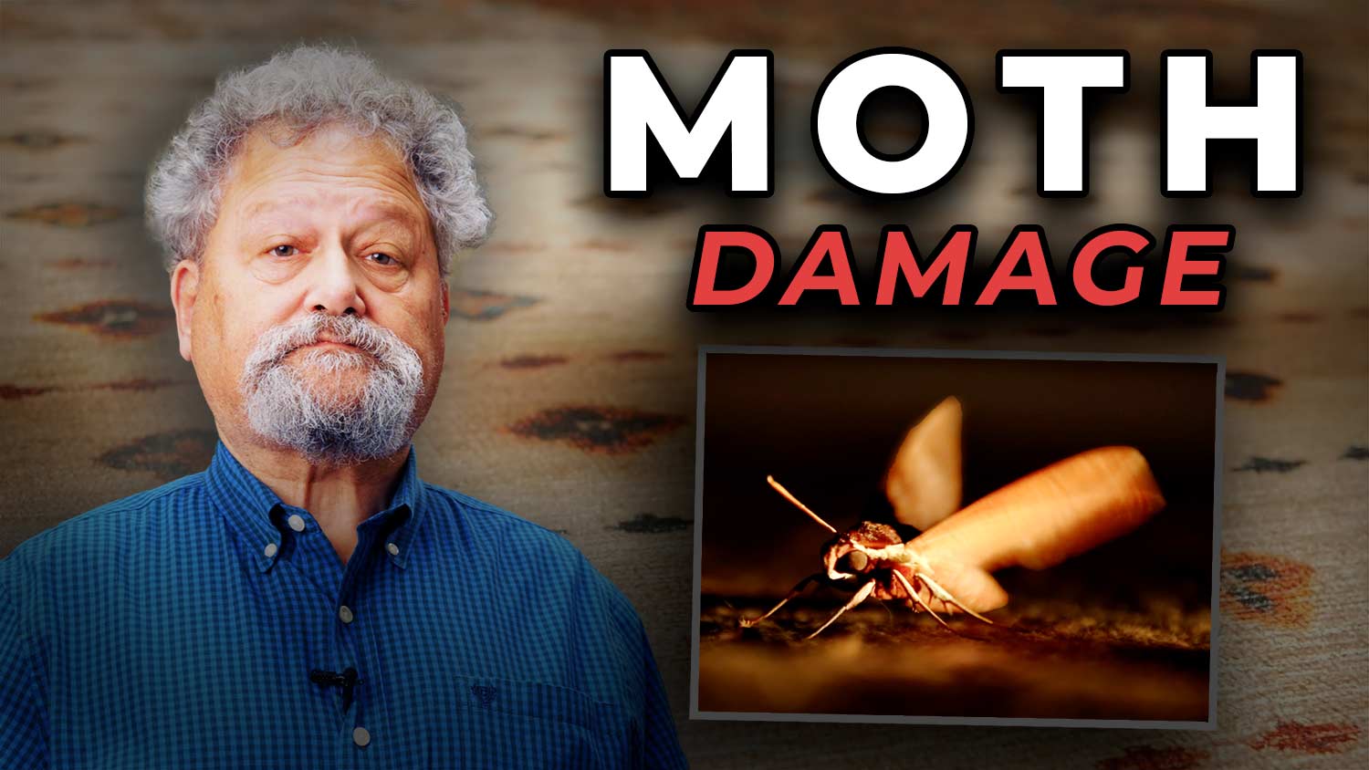 Storing rugs can cause moth damage – area rug storage advice