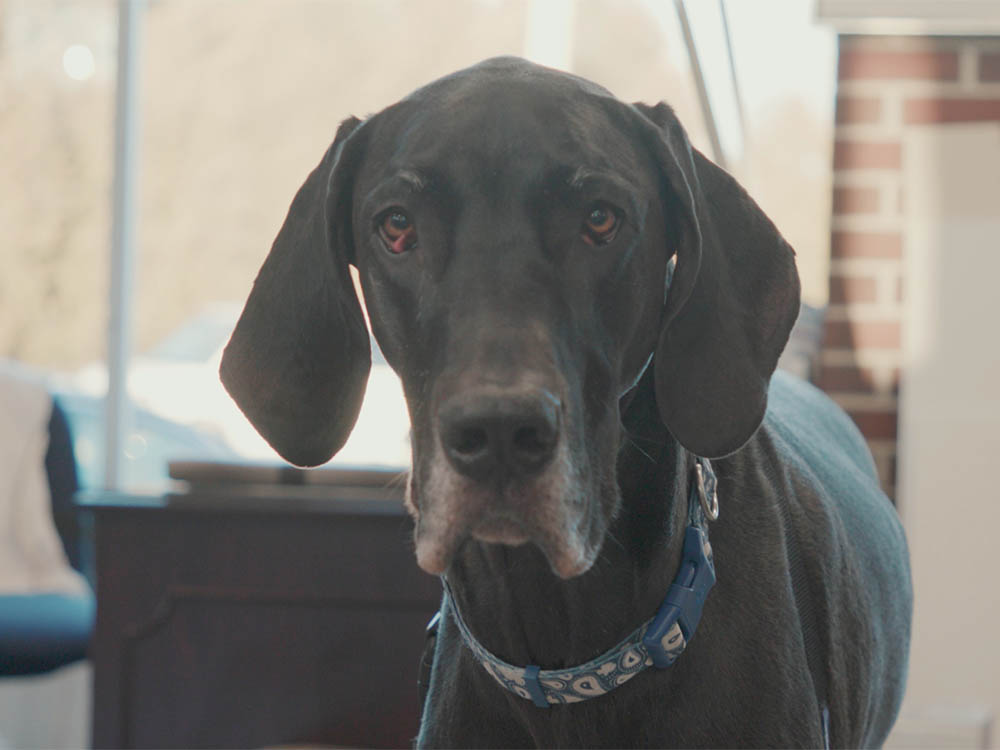 Are Stair Carpets Safer for My Dog? ASK KEN